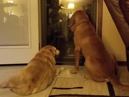 Bo and sister Daisy