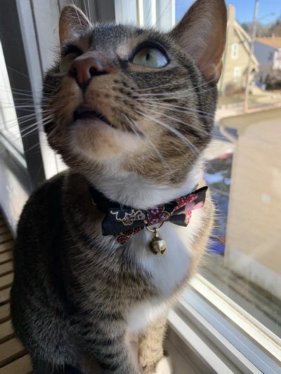 Lucy in her new collar