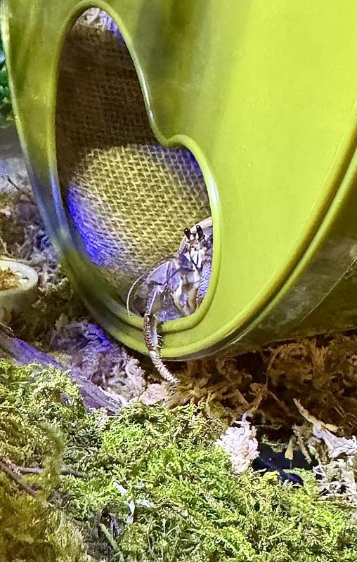 Mr. Crabs is obsessed