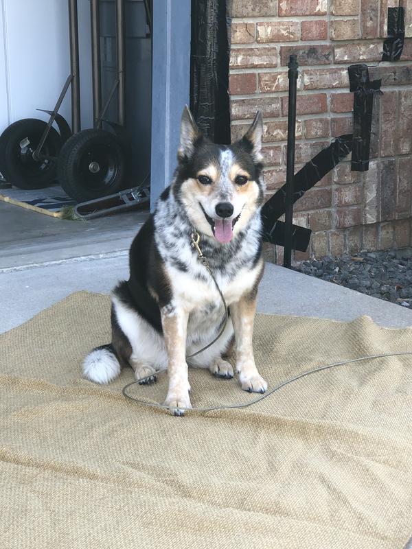 Zeva, Adopted & Loved