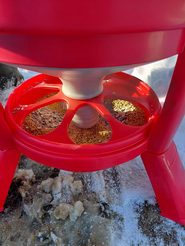 Bowl of the chicken feeder.