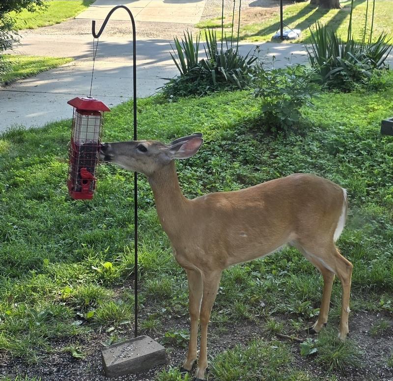 An excellent feeder!