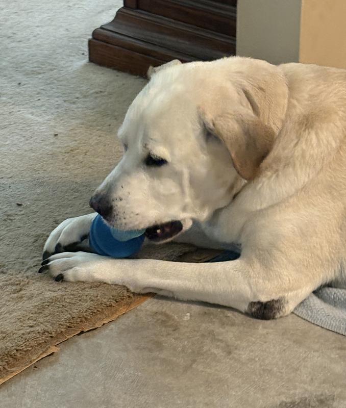 This is a challenging chew!