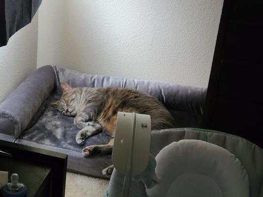 Emma stealing Cotton's bed