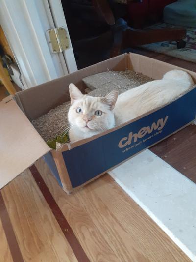 PD likes the boxes too!