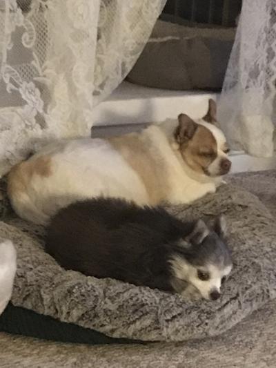 Bubba and Emmy