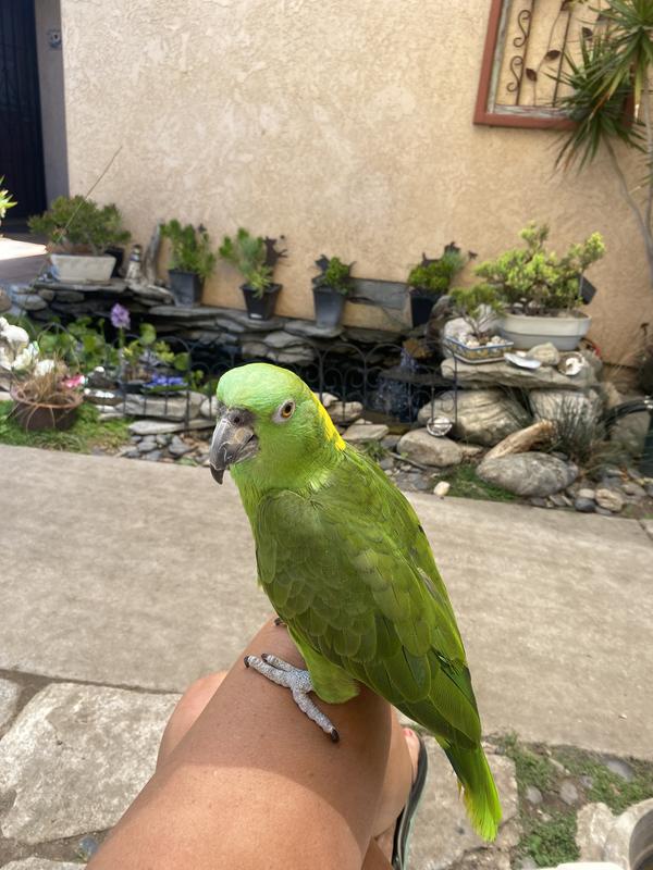 Cricket chillin by the pond