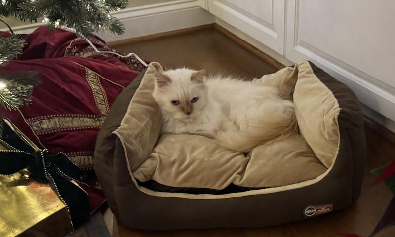 Five minutes after delivery and set up!  First time he’s ever liked a cat bed!