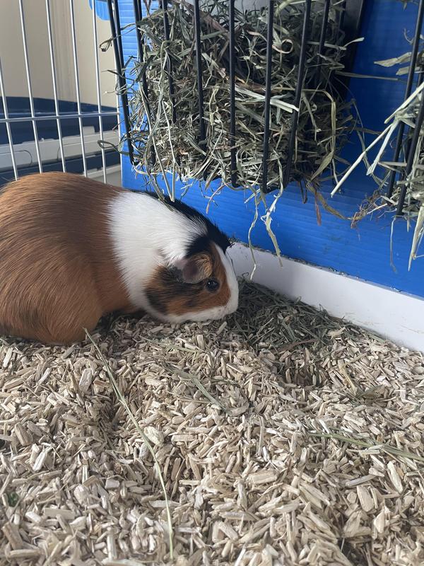 Coincidentally my more skittish guinea pigs went to investigate the new litter first
