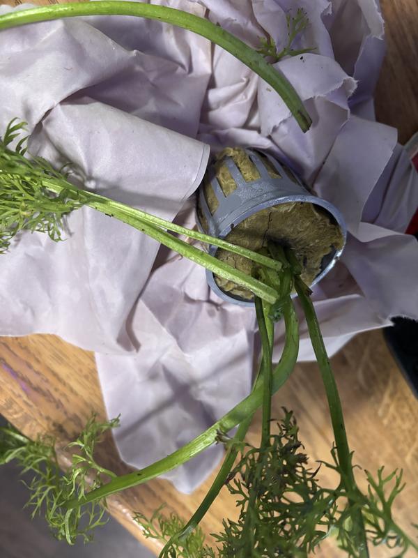 Several broken stems!