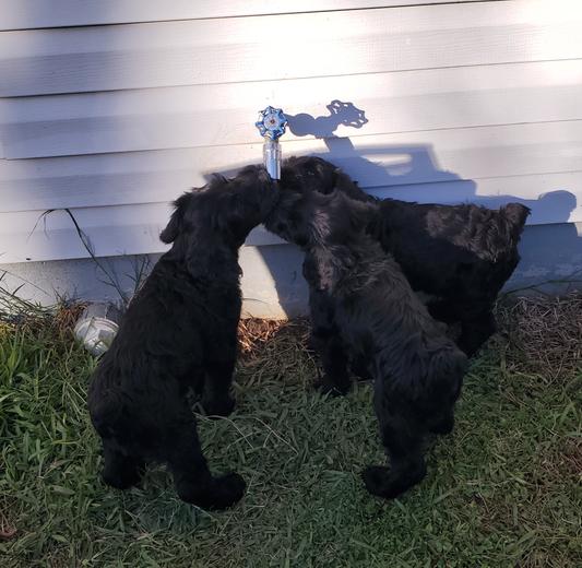 3 of the 8 Giant Schnauzer puppies drinking from it. They were 6 weeks old here.