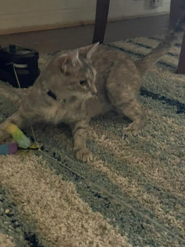 Momma cat playing too!