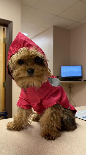 One of our staff pets