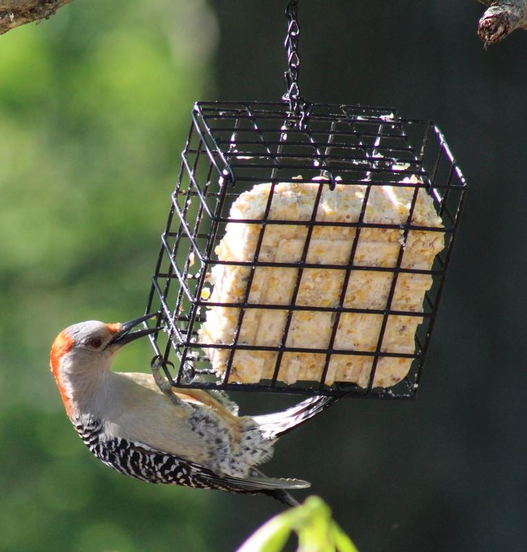Female Redbellied Woodpecker