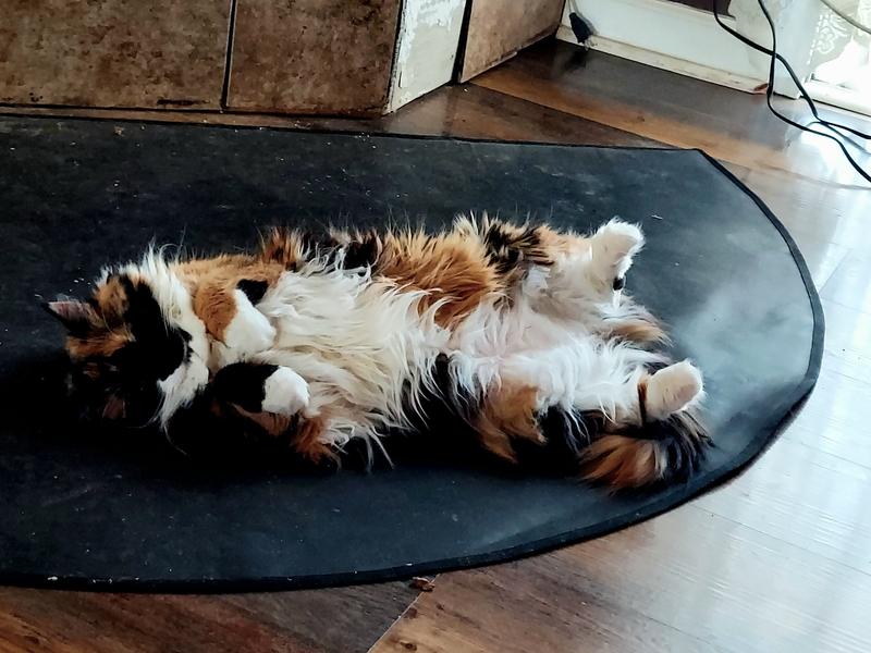 Another happy cat, patches loves it too.
