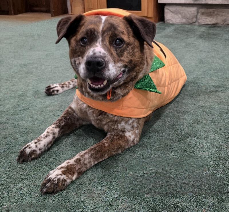 Cutest pumpkin you ever did see