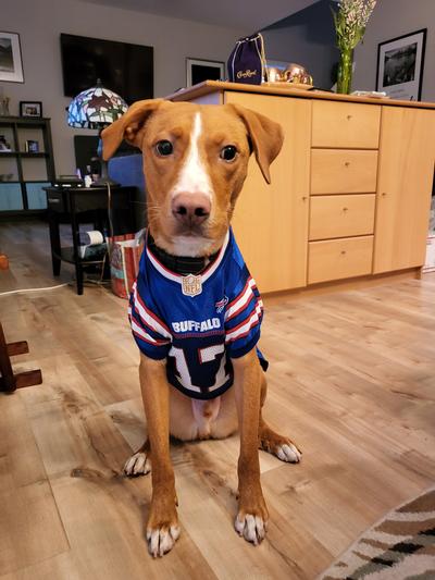 Josh Allen Pet Jersey (All Sales Final) – Buffalo Barkery