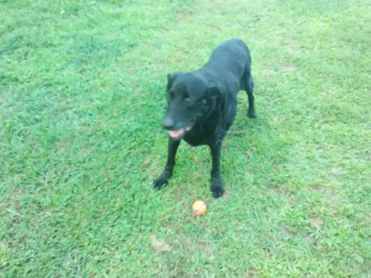 Bear 13yr. old male