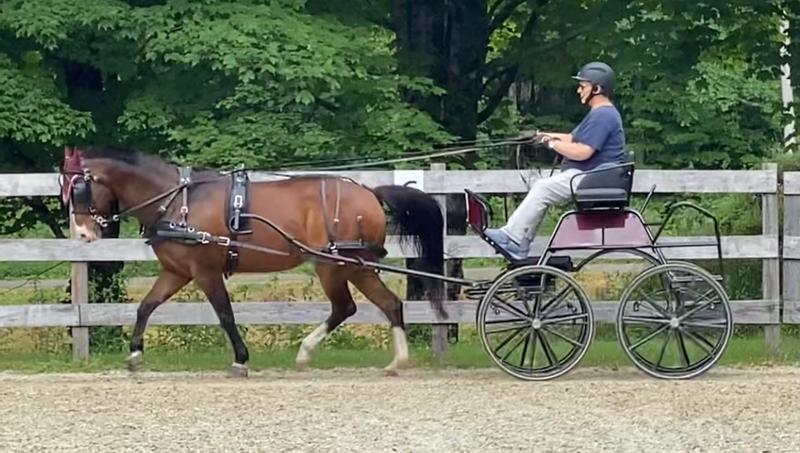 Working at home in harness