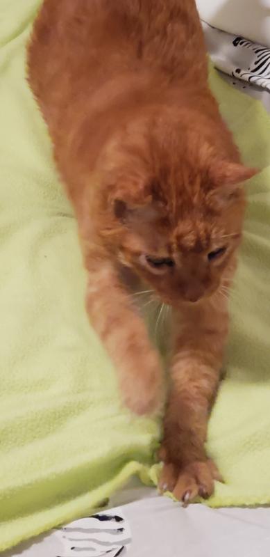 Arnold Schwarzenbeggar, 2006-2022.