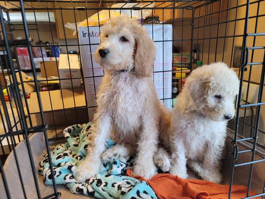 Half brothers getting dry in the crate after their bath!