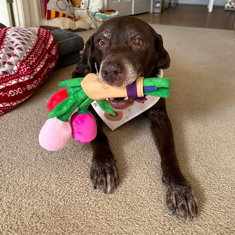 Product Reviews for FRISCO Valentine Rose Bouquet Plush Squeaky Dog Toy