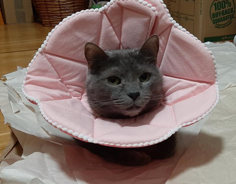 SUNGROW PostSurgery Soft Cone Dog & Cat Recovery Collar, Pink, Medium