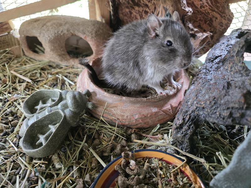 Feeder at home in the Degu enclosure.