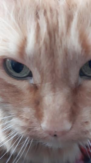 Tiki Cat Puka Puka Luau Succulent Chicken In Chicken Consomme Grain Free Canned Cat Food 10 Oz Can Case Of 4 Chewy Com