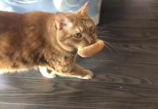 Discontinued - FRISCO Plush Avocado Toast Cat Toy with Catnip - Chewy.com