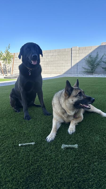Minties time = happy dogs