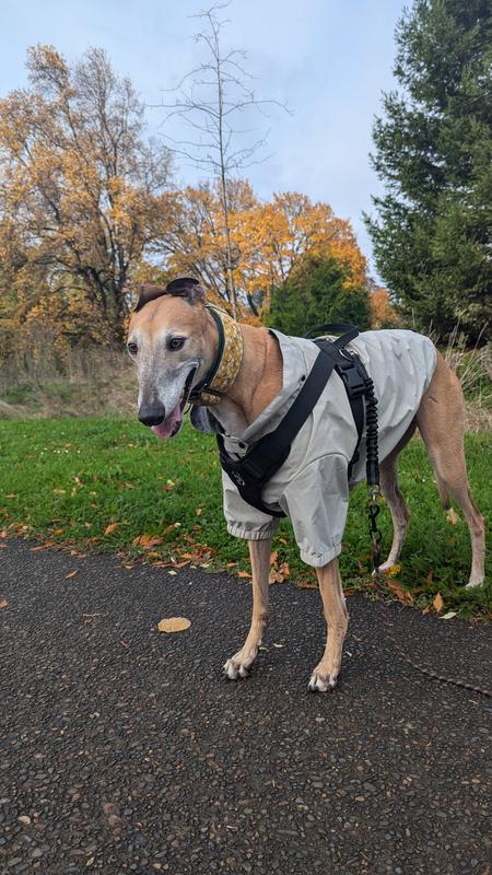 Jacket without hood with harness over it