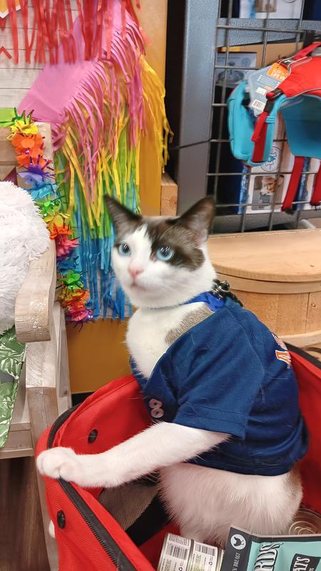 She has no shoulder to keep the jersey up