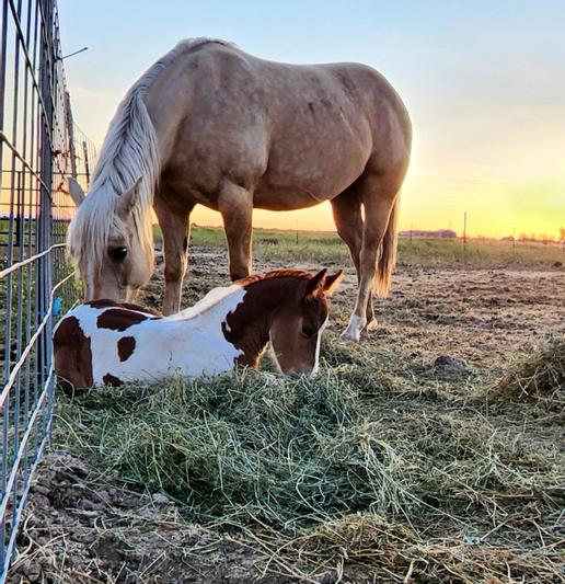 TRIBUTE EQUINE NUTRITION Equine Fly Control Block Horse Supplement, 33lb block