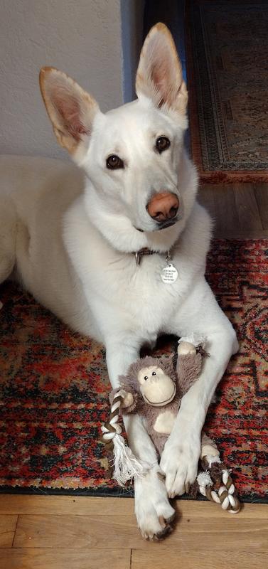 Perfect playmate