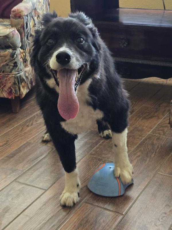 Roy loves his slider and my furniture and baseboards do to!