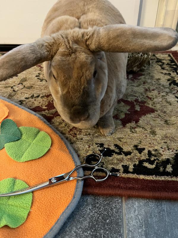 No stress clipping because my human did it for me!