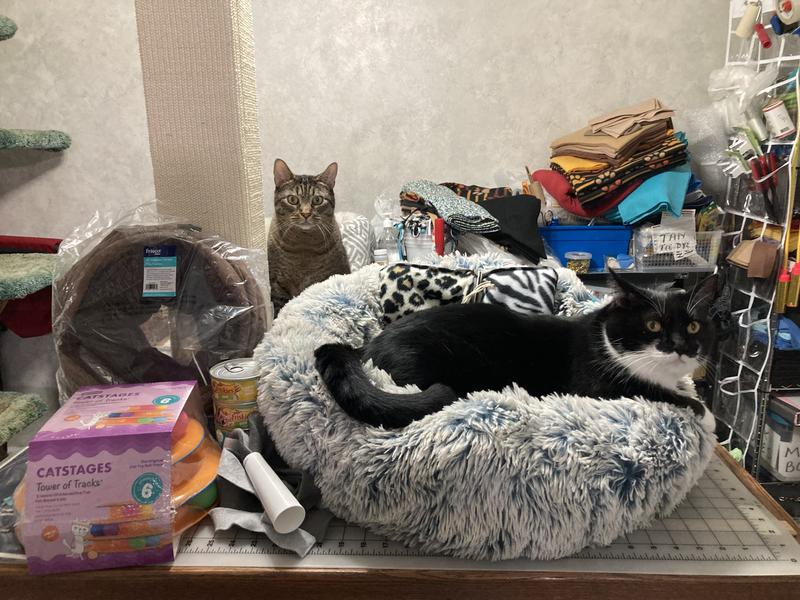Micah at scratching post, while Simon checks out the pet bed