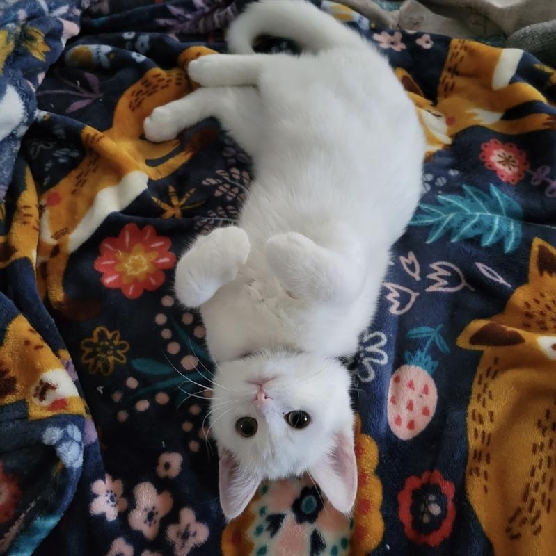 Happy cats = happy life!