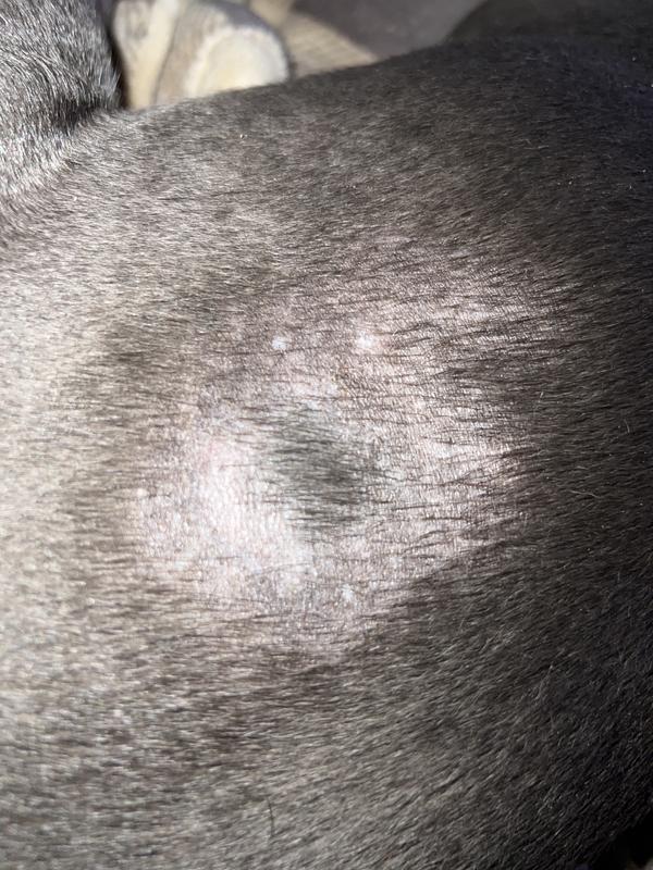 Hair beginning to regrow