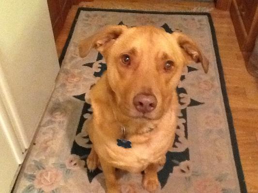 Milo asking for a treat