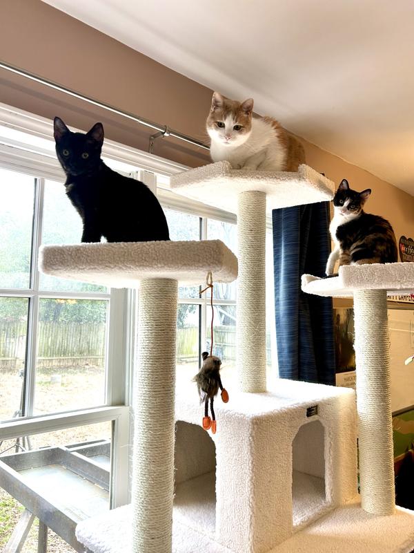 My cats love sitting up high, but the one in the middle is high! My grown cats touch the ceiling sometimes.