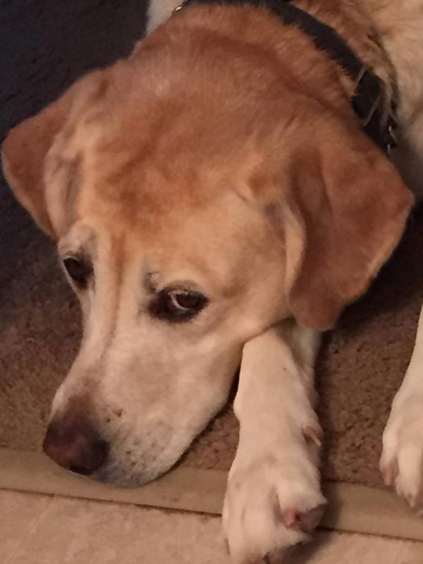 Lucy has passed away at 14 years of age on April 1. Good food allowed her the time that she had which was more than . This included plenty of exercise.