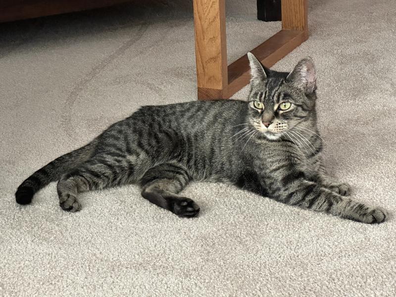 This is Little Bit a very healthy happy Kitty!