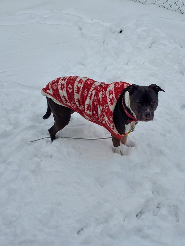 Still enjoying her red fleece hoodie in the snow (not velcro'd), 11/29/22.