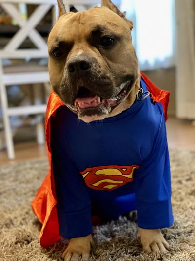 RUBIE'S COSTUME COMPANY Superman Dog & Cat Costume, Small - Chewy.com