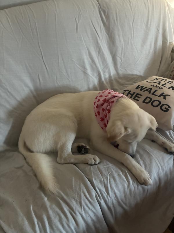 TNapping with my new bandana makes me feel special. ❤️