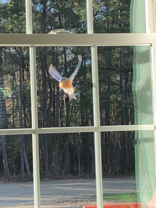 “More meal worms!”