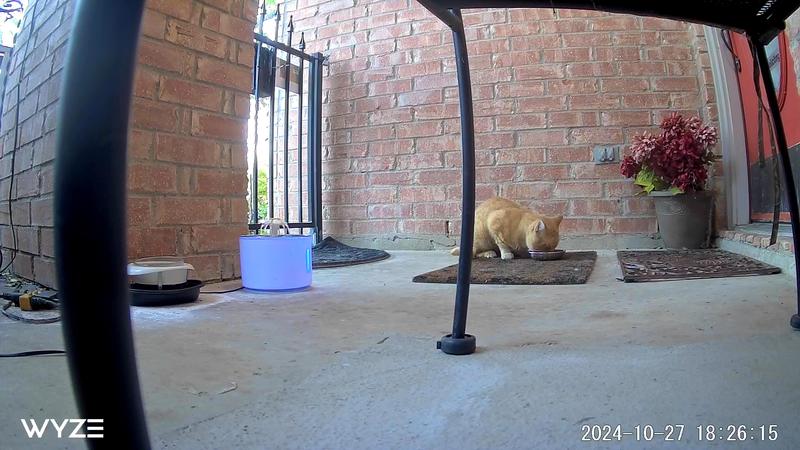 Picky stray kitty Strippy enjoying the tuna pate