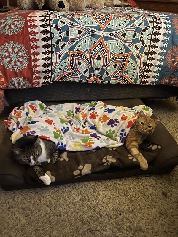 Bo and Garfield sleeping in the dog's bed...